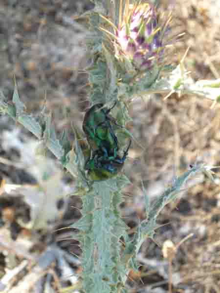 E''  un C. aeroginosa questo? No, Protaetia cfr. affins e Protaetia angustata